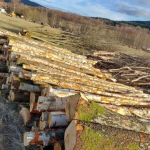 Birkenstammholz PEFC Hochwertiges