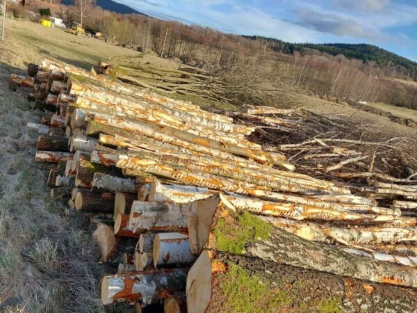 Birkenstammholz PEFC Hochwertiges