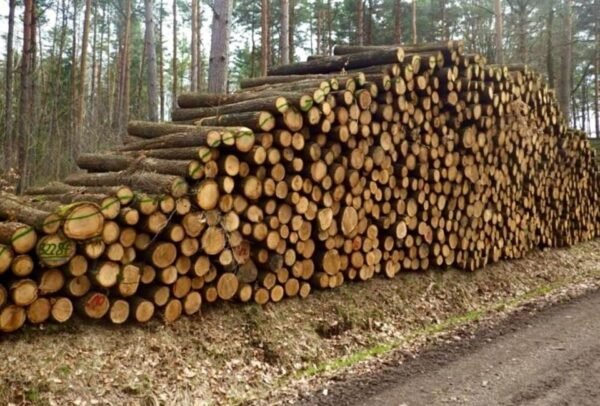 Eichenstammholz PEFC Hochwertiges