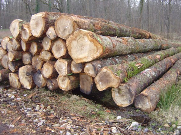 Eschenstammholz PEFC Hochwertiges